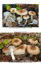Hygrophorus arbustivus